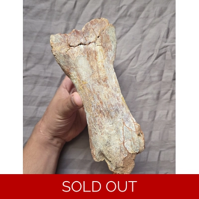 Very Rarge Large Sauropod Metatarsal Dinosaur Bone Fossil Kem Kem Morocco